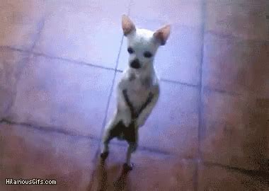 Cute Dog GIF - Cute Dog - Discover & Share GIFs