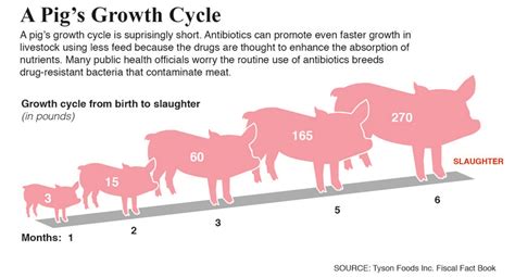 Antibiotics in Livestock Fuel Debate Over Hazardous Meat and Poultry ...