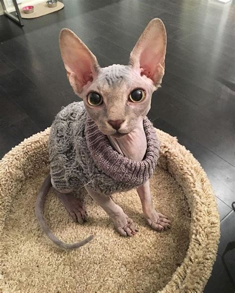 Sweater weather ☃… | Cute hairless cat, Hairless cat, Hairless cat in ...