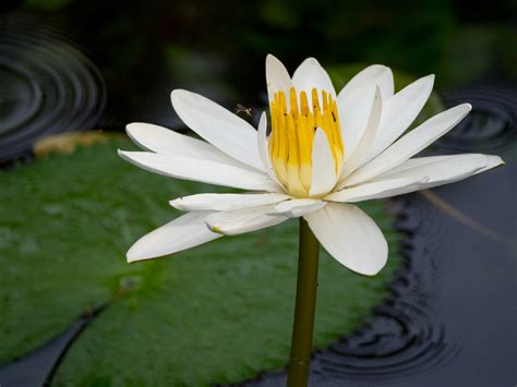 03-nymphaea-lotus