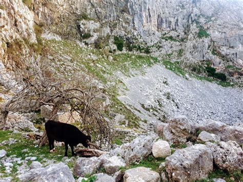 How to Hike to Kotor Fortress for FREE