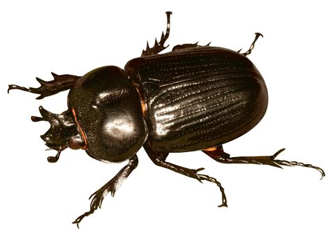 Beetle Bug PNG Image - PurePNG | Free transparent CC0 PNG Image Library