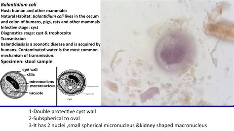 Balantidium Coli Cyst Label