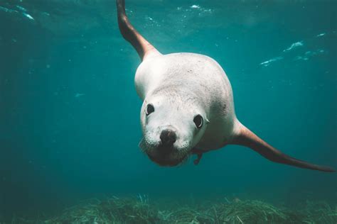 Swimming With Sea Lions in the Galápagos - The Travel Yogi