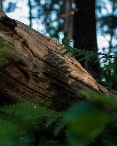 Lighthouse Park, BC Photo | Hiking Photo Contest | Vancouver Trails