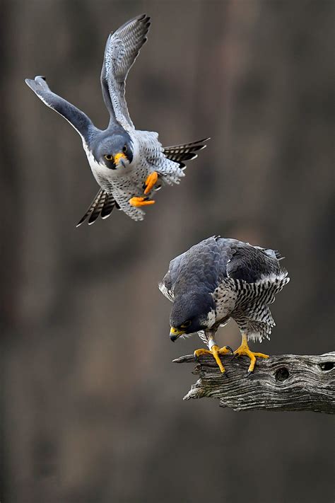 Peregrine Falcon | Audubon Field Guide