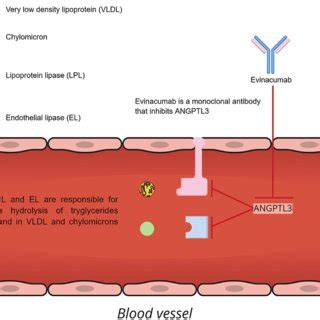 Targets of action for current and emerging LDL-C lowering therapeutics ...