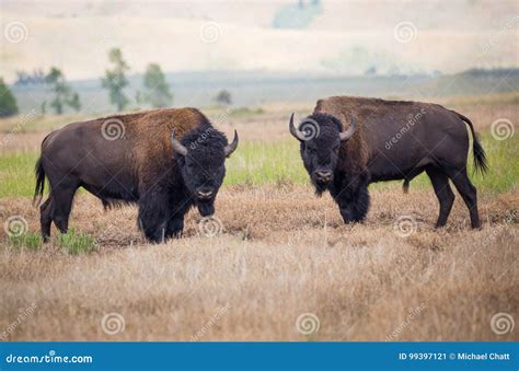 Bison Fighting stock image. Image of habitat, meadow - 99397121