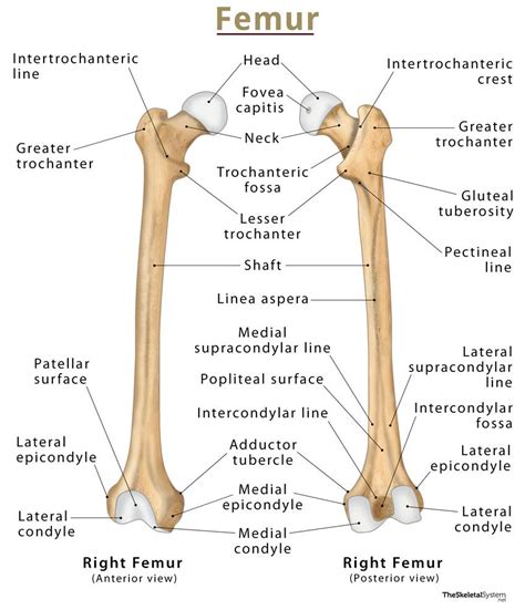 Femur Bone Location