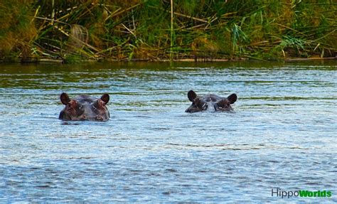 Hippopotamus Habitat | Hippoworlds