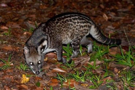 Malayan Civet Animal Facts | Viverra tangalunga | AZ Animals