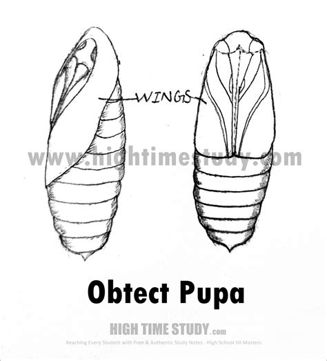 Pupa and it’s Types – HIGH TIME STUDY