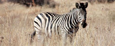 Zebra stripes aren't used for camouflage or mate selection, study finds