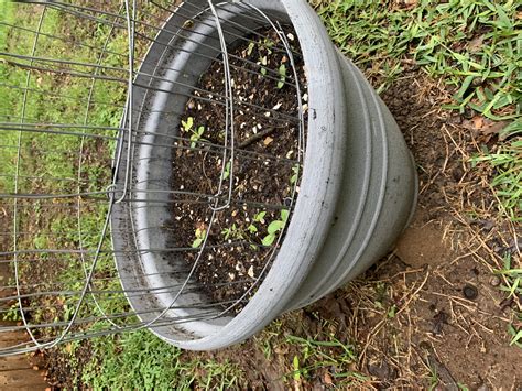 Amaze your family and build your own trellis for Watermelon, Cucumbers, and Pumpkins. - Tralum