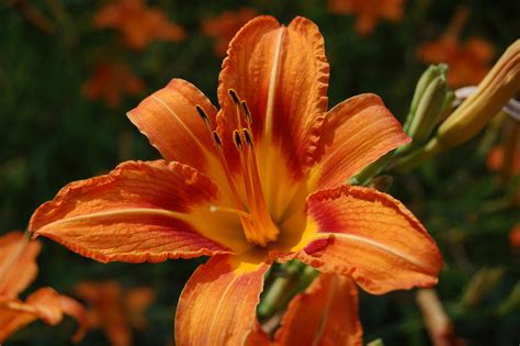 Tiger Lily | New England Wildlife Center