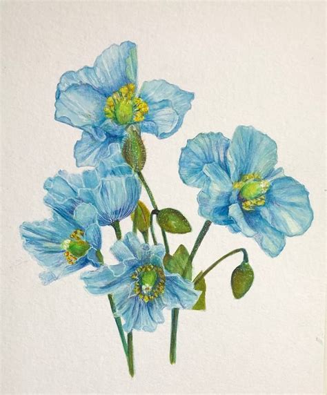 Blue Himalayan Poppies Painting | Poppy painting, Blue flower painting ...