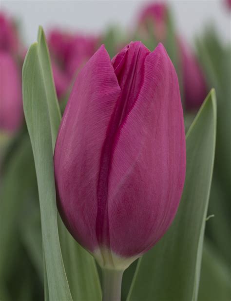 Purple Raven® - Tulip - Van Haaster - Nevada B.V.