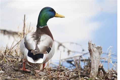 Mallard Duck Nesting Habits | Animals - mom.me