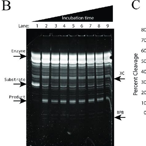 (PDF) A simple and affordable kinetic assay of nucleic acids with SYBR ...