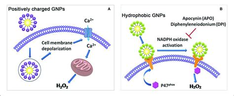 | (A) Positively charged GNPs induce cell membrane depolarization and ...