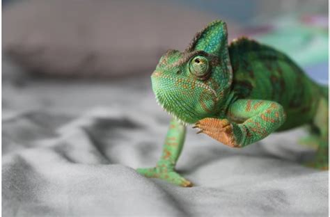 How to properly care for your pet lizard - Housesit Match