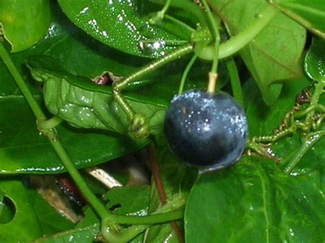 Passiflora suberosa (Corky Stem Passion Vine Fruit) - Richard Lyons Nursery, Inc.