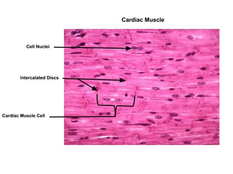 Cardiac Muscle Tissue Labeled Diagram - vrogue.co