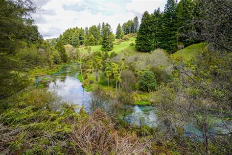 Putaruru Blue Springs Te Waihou Walkway: Waikato's best kept secret.