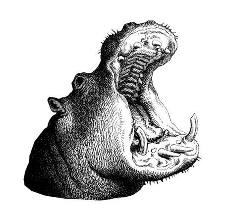 Drawing Of A Hippo Mouth Illustrations, Royalty-Free Vector Graphics & Clip Art - iStock