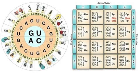 Characteristic of Genetic Code