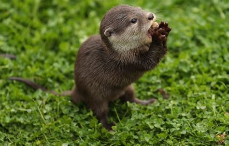 Young smooth-coated otters are much better with technology than their parents | Shropshire Star