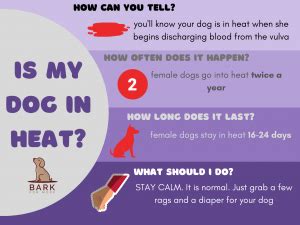 Dog Heat Cycle: 4 Stages Of Reproduction In Dogs Explained | Bark For More