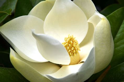 Magnolia (film) - Wikiquote