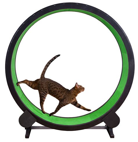 Cat & Kitten Exercise wheel | Cat exercise, Cat exercise wheel, Cool cat trees