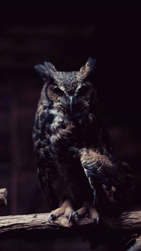 Owl Phone Wallpapers - Top Free Owl Phone Backgrounds - WallpaperAccess