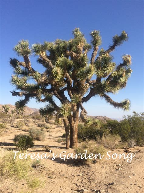 Teresa's Garden Song: Wildflowers and Native Plants - Southern ...