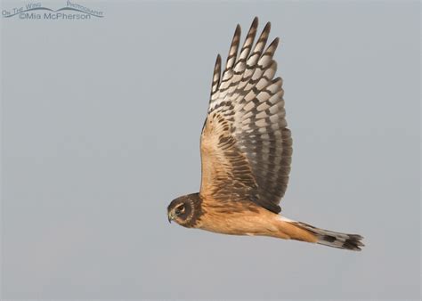 Juvenile Female Northern Harrier - The Eyes Have It - Mia McPherson's ...