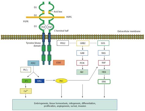 Growth Factor Signaling Pathway