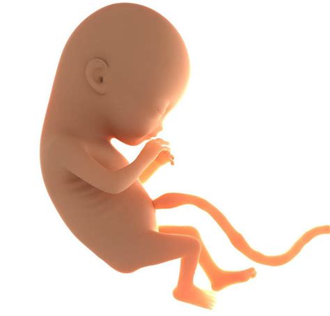 Understanding the Umbilical Cord - Indusladies.com