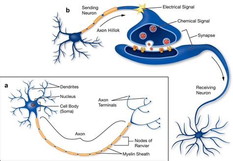 มารู้จักการรักษาด้วยคลื่นแม่เหล็กกัน (magnetic stimulation) | by Rehab Your Life | Medium