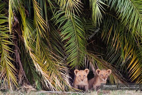 African lion cubs — Animal Themes, Animals In The Wild - Stock Photo ...