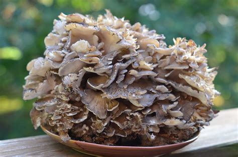 Maitake Mushroom (Hen of the Woods): The Best 10 Health Benefits