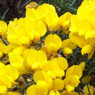 Wildflower Gorse Irish Wild Flora Wildflowers of Ireland