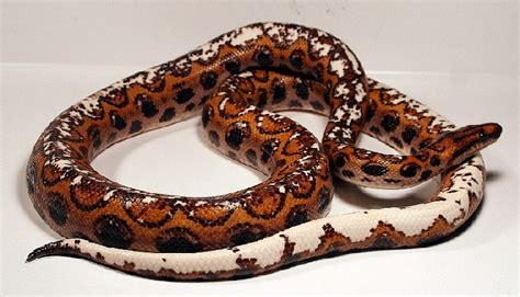 Brazilian Rainbow Boas for sale