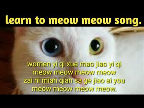 Learn to meow meow song lyrics/tiktok song - YouTube