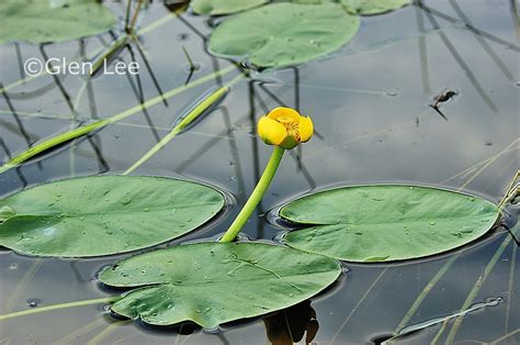 Nuphar lutea photos Saskatchewan Wildflowers