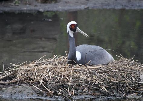 The White-Naped Crane - A Graceful Asian Dancer