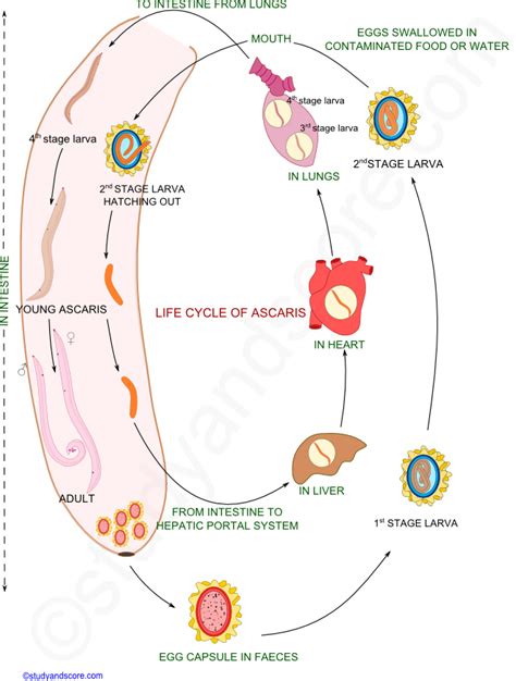 Diagram of the life cycle of Ascaris lumbricoides , the most common... Download Scientific Diagram