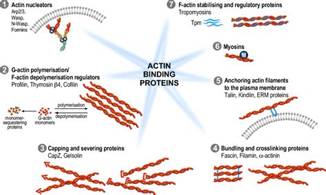 Overview of the main families of actin-binding proteins. Actin-binding... | Download Scientific ...