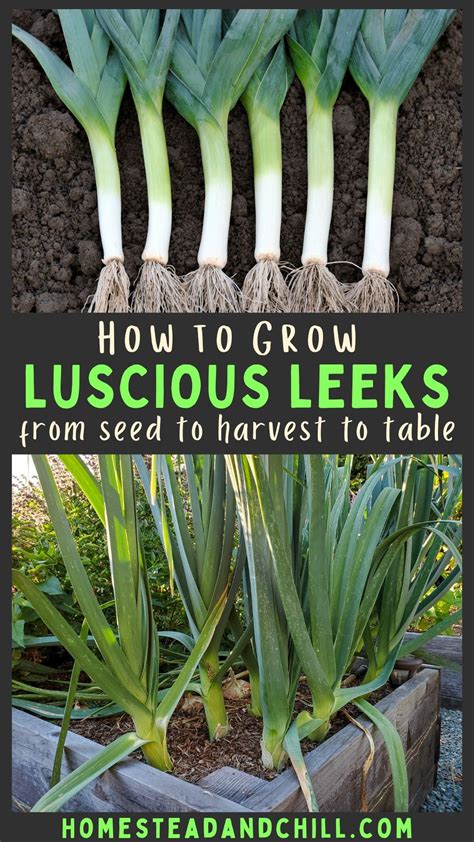 Tips for leeks growing how to care for leeks plant – Artofit